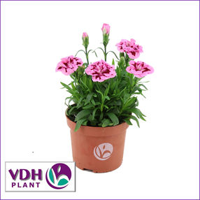 dianthusPinkPurpleVDH