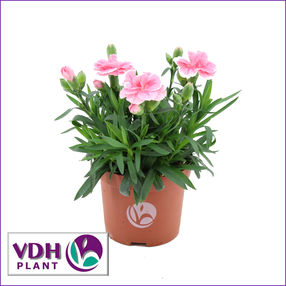 dianthusPinkVDH