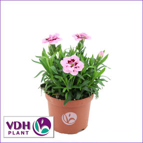 dianthusPurpleStarVDH1