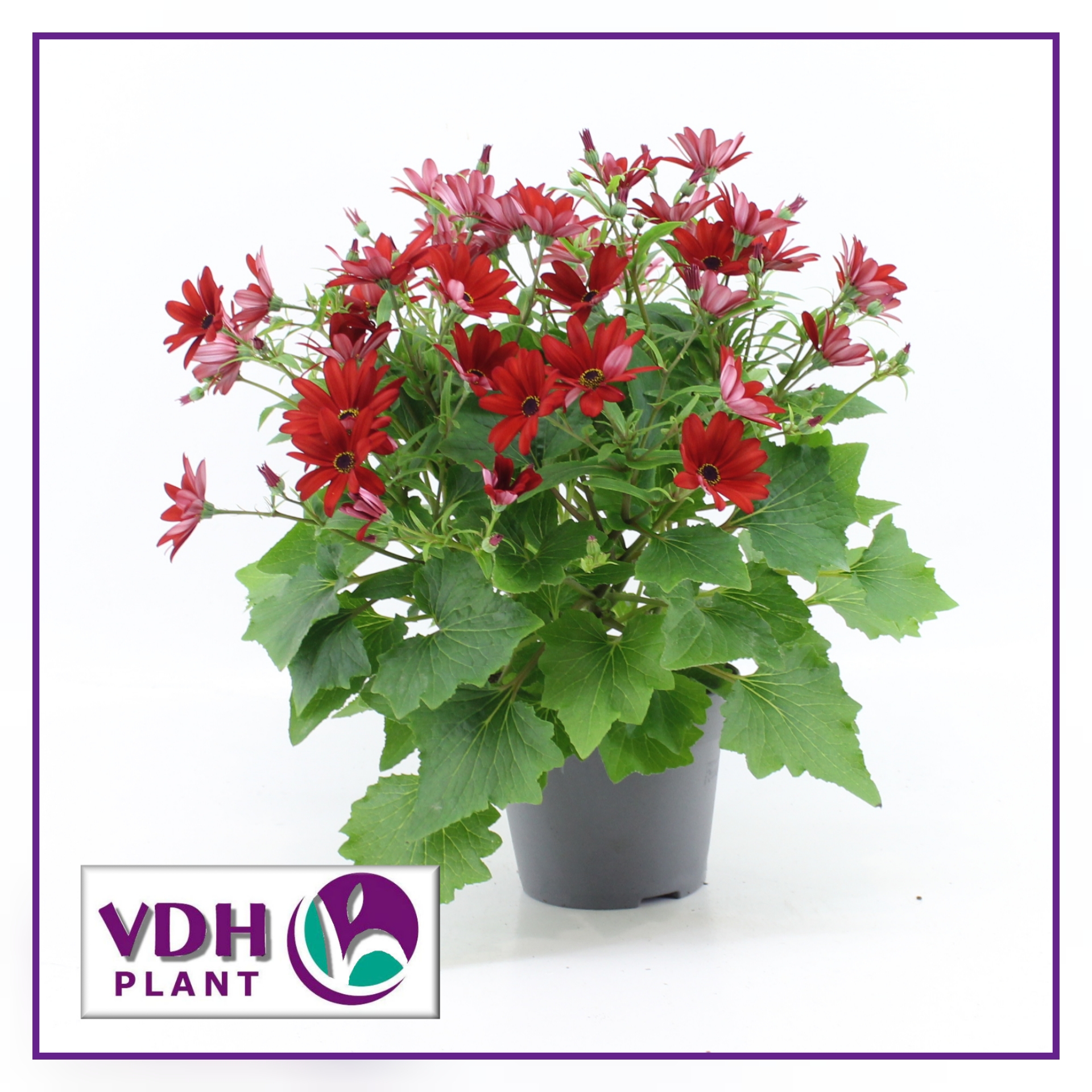 senetti rood VDH